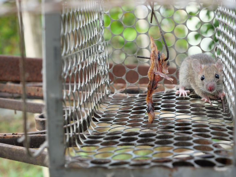 Vermin Extermination detail