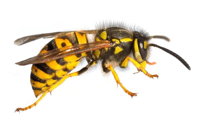 Wasp Extermination Service detail