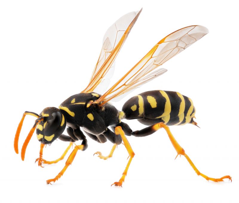 Wasp Extermination Service detail