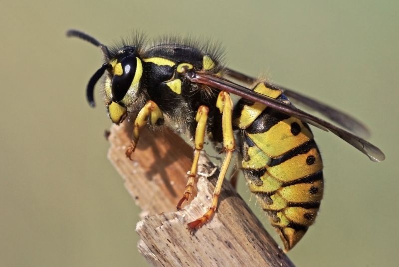 Wasp Extermination Service detail