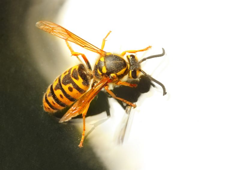Yellowjacket Extermination detail