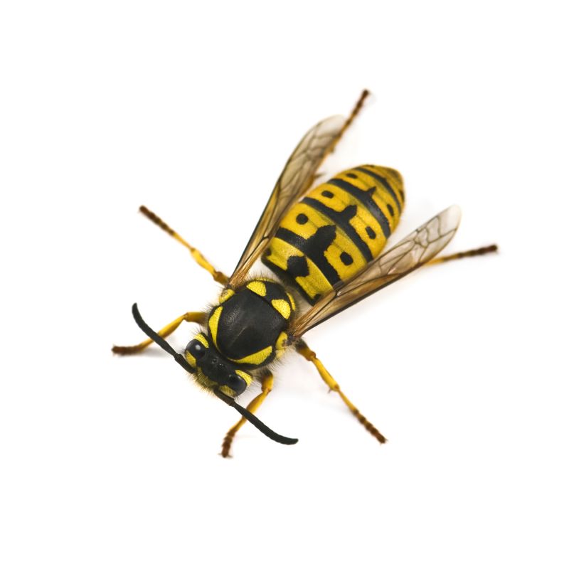 Yellowjacket Extermination detail