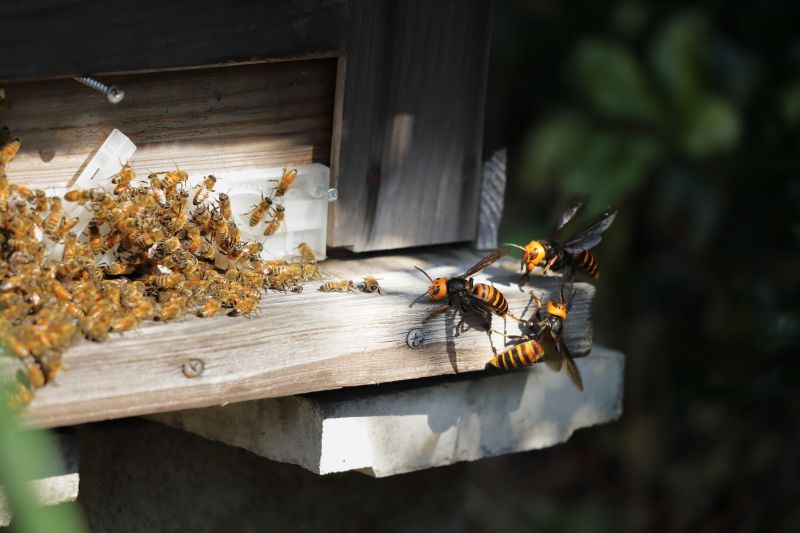 Hornets Nest Removal