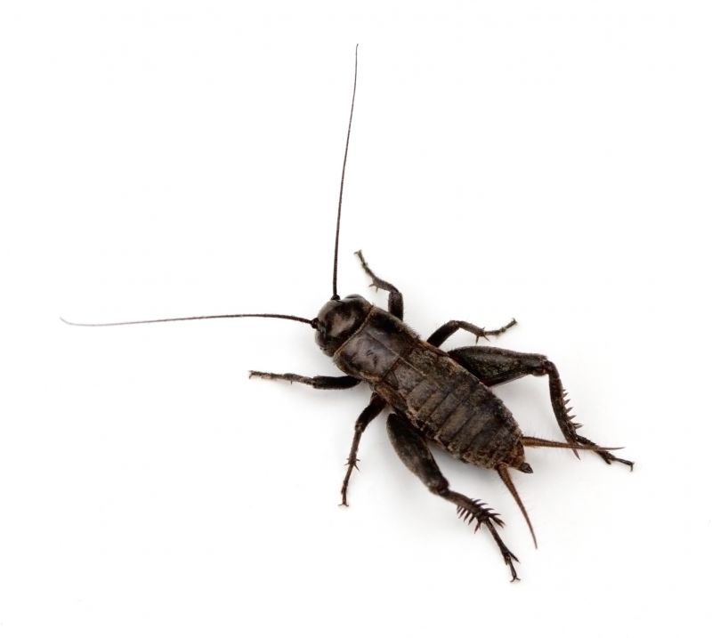 How Professional Cricket Pest Control Works