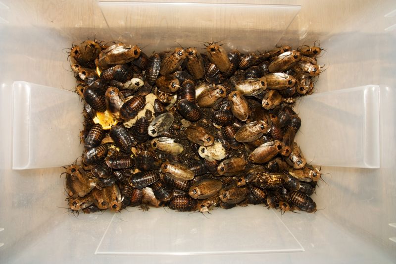 Roach Infestation Treatment