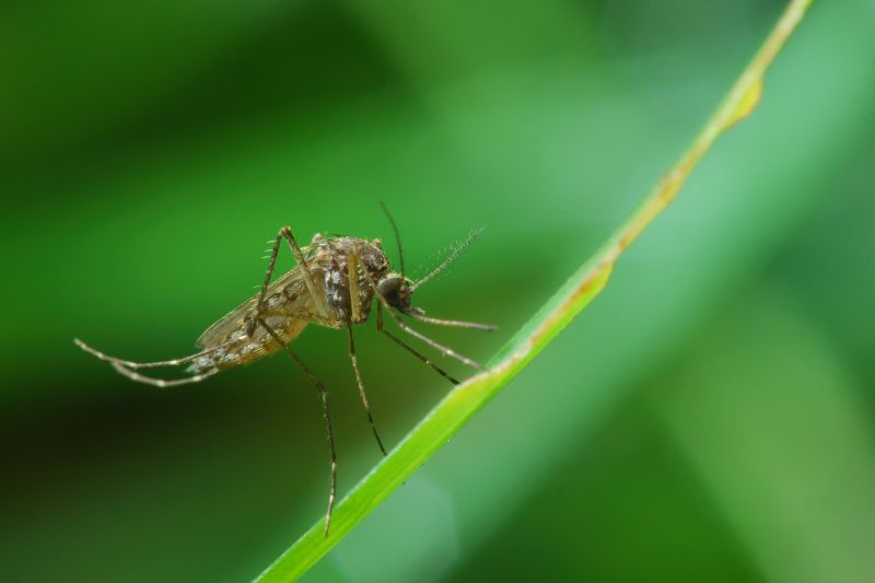 Signs You Need Fly Or Mosquito Control Services