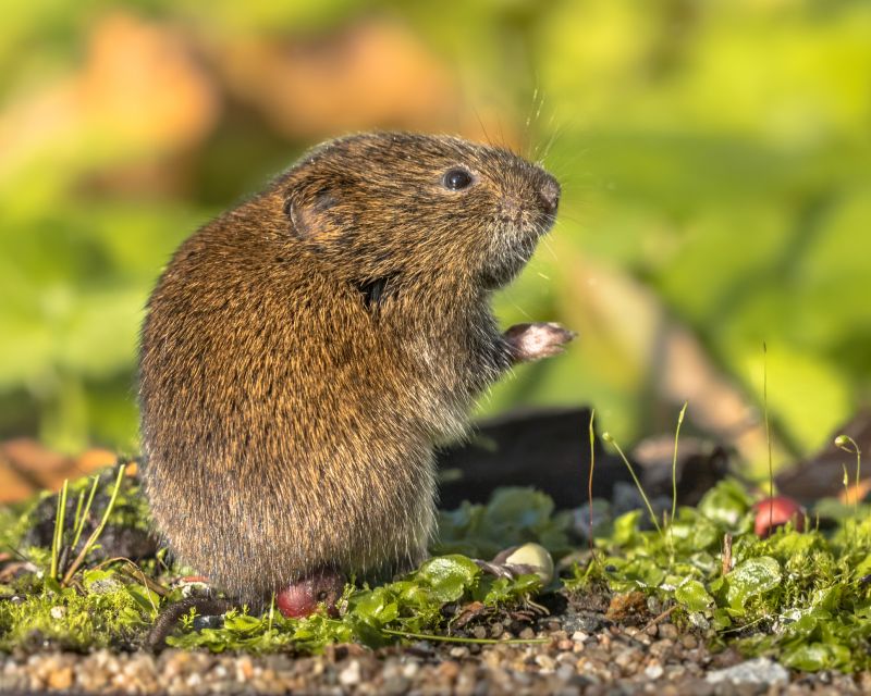 Voles Extermination