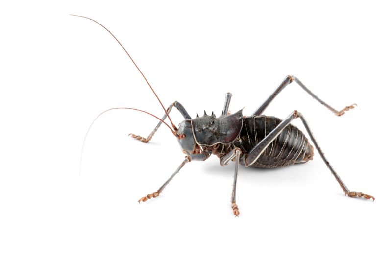 Why Spiders And Crickets Invade Residential Properties