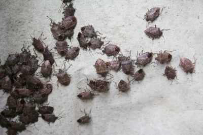 Why Stinkbugs Invade Homes And Buildings