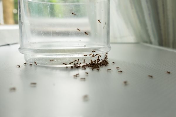 Ants Extermination Service in Albany