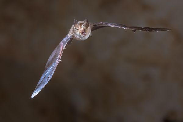 Bat Control Service
