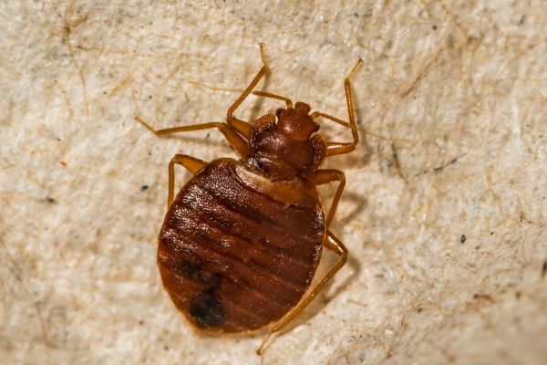 Bed Bug Inspection Service in Albany