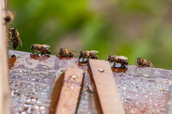 Bee Pest Control Service in Albany