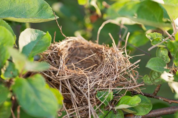 Bird Nest Removal in Albany