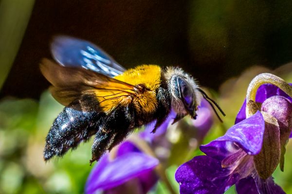 Carpenter Bee Removal Service in Albany