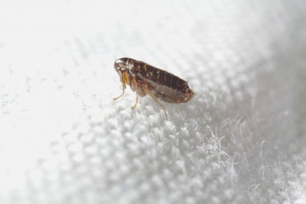 Flea Control Service in Albany
