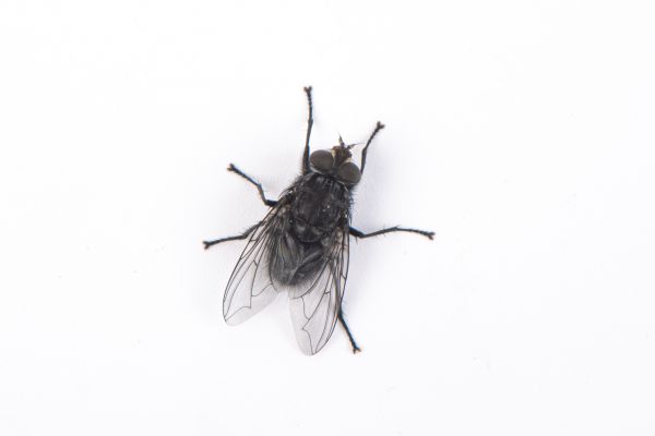 Fly Control Service in Albany