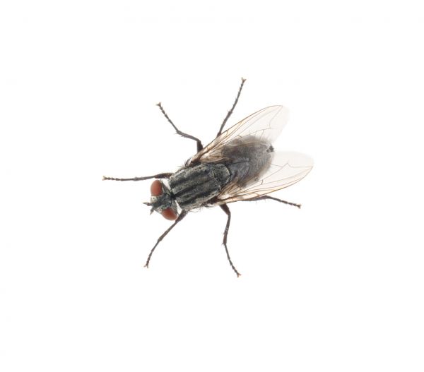 Fly Extermination in Albany
