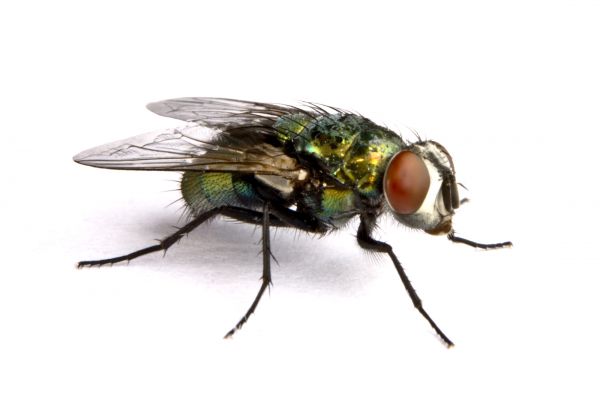 Fly Infestation Extermination in Albany