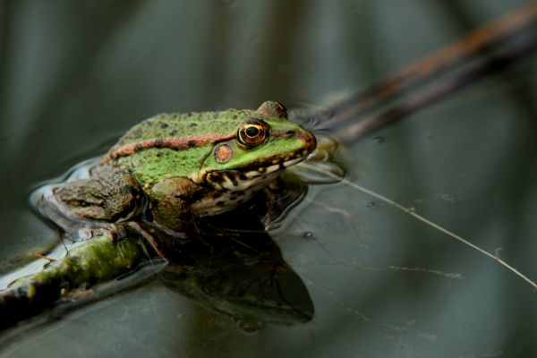 Frog Extermination Service