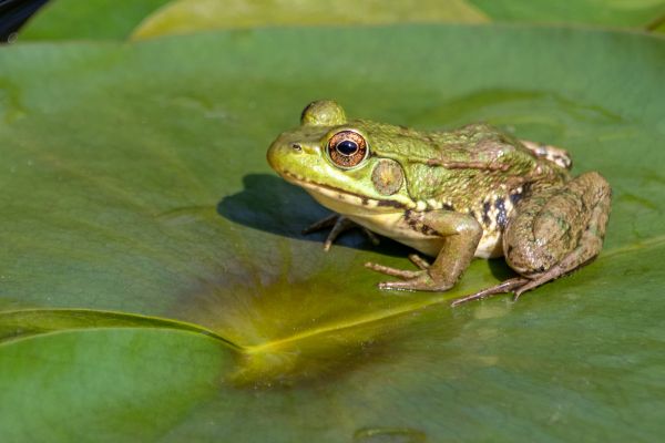 Frog Removal