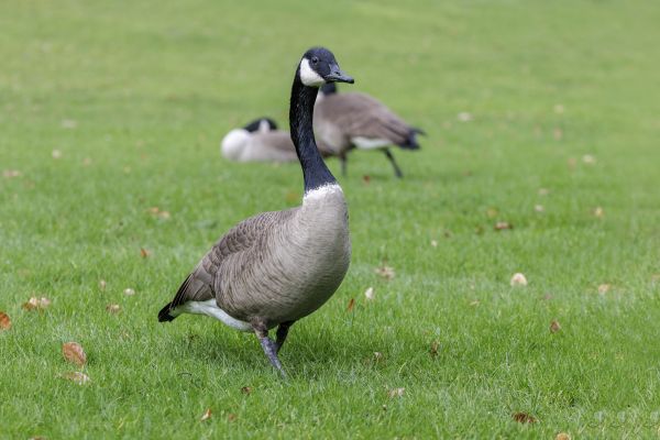 Geese Control Service in Albany
