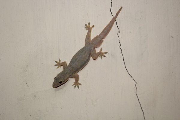 Lizard Control Service
