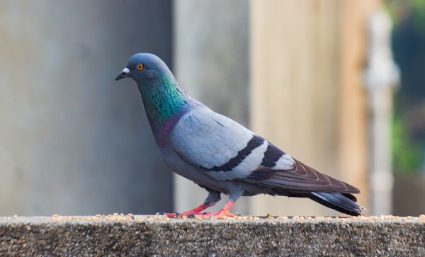 Pigeon Removal Service in Albany