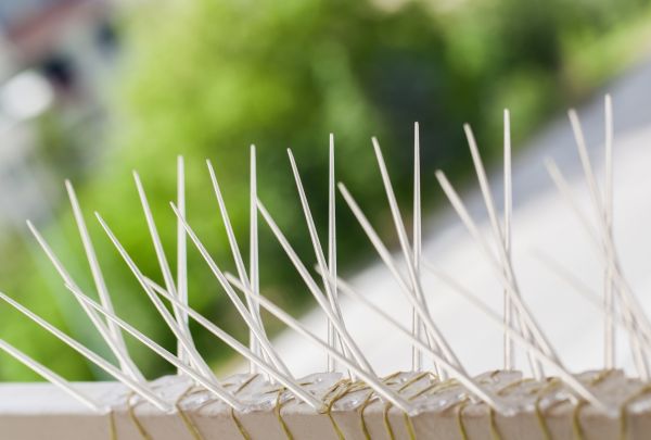 Pigeon Spikes Installation in Albany