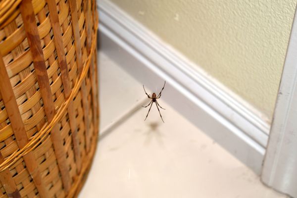 Spider Control Service in Albany