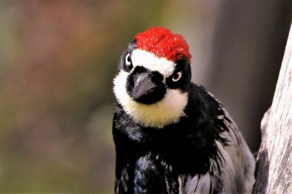 Woodpecker Removal Service in Albany