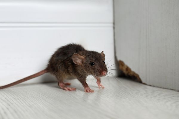 Rodent Removal