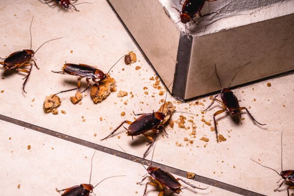 Infestation Prevention