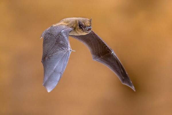 Bat Control