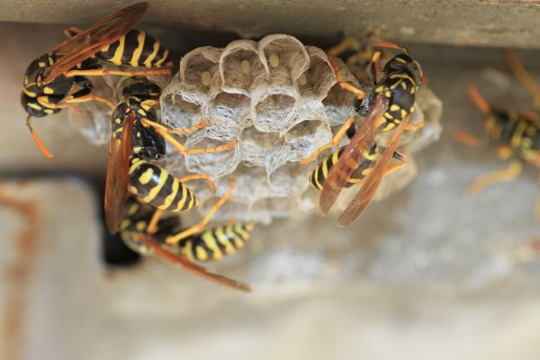 Wasp Control
