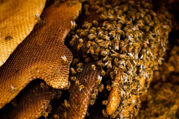 Bee Nest Removal
