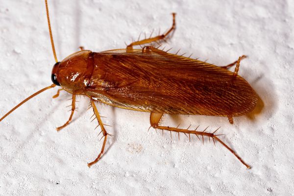Cockroach Extermination in Albany