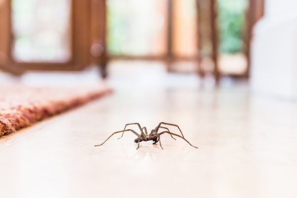 Spider Removal in Albany