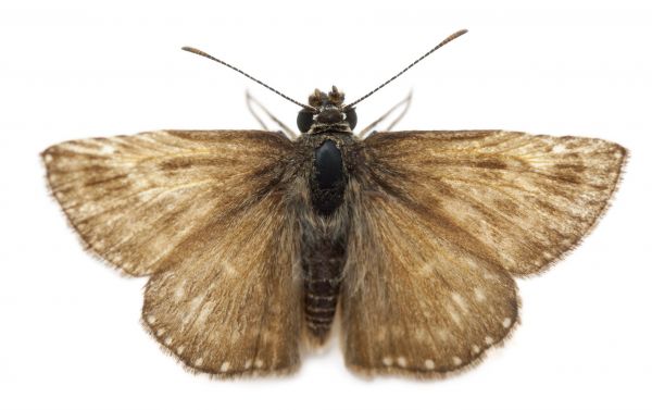 Moth Extermination Service