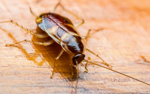 Cockroach Removal