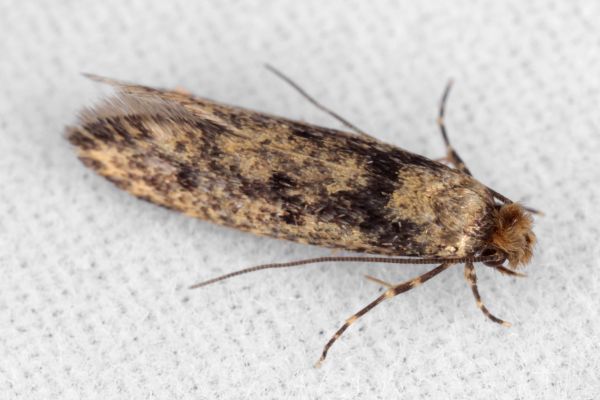 Moth Treatment