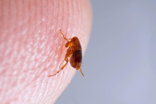 Flea Extermination in Albany