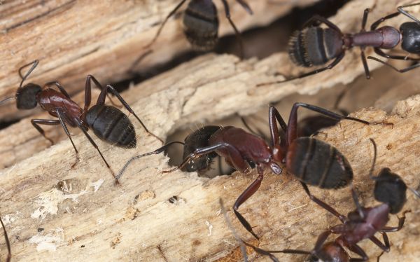 Carpenter Ant Extermination in Albany
