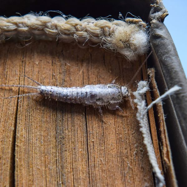 Silverfish Removal Service