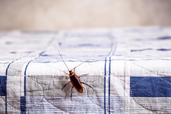 Insect Removal Service