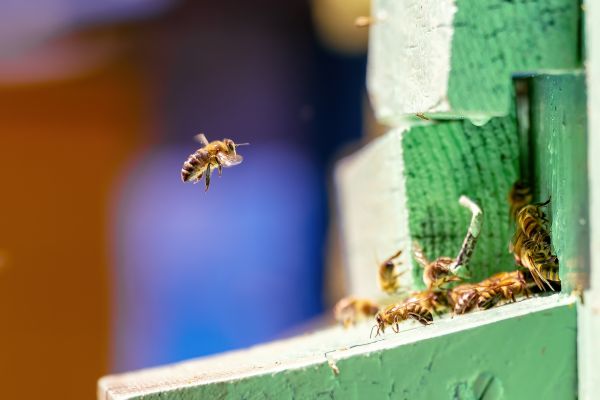 Stinging Insect Removal Service
