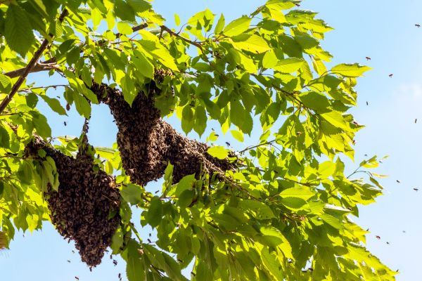 Bee Control