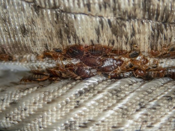 Bed Bug Fumigation in Albany