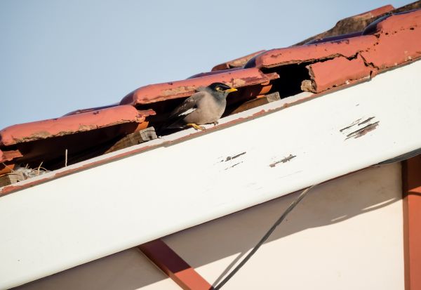 Bird Removal Service in Albany