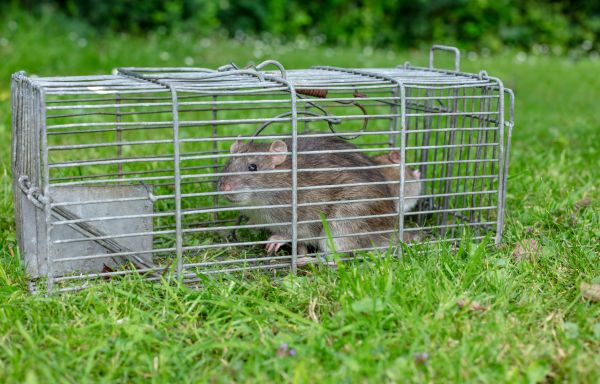 Rat Trapping Service in Albany